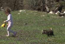 Photo of VIDEO Neočekivani gost za Uskrs: Mali medo donio radost obitelji u Lici!