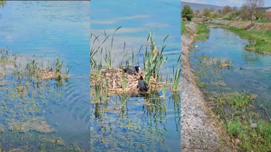 Photo of Gnijezdo puno ljubavi: Brižni roditelji na Gackoj čuvaju svoje mladunce