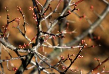 Photo of Upozorenje za poljoprivrednike u Lici: Prijeti opasna bolest voćaka, evo što trebate napraviti