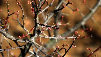 Photo of Upozorenje voćarima u Lici: Ako imate šljive, reagirajte odmah!