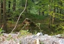 Photo of Video s Velebita: Medo se pokušava dokopati slasnog zalogaja u mravinjaku