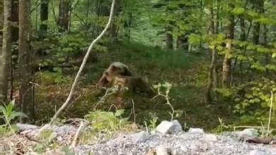 Photo of Video s Velebita: Medo se pokušava dokopati slasnog zalogaja u mravinjaku