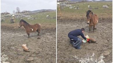 Photo of FOTO Pogledajte kako su lički policajci spasili nemoćno ždrijebe