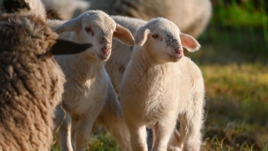 Photo of Opasnost za ovčare: Ova općina daje 1000 eura za odstrel čaglja!