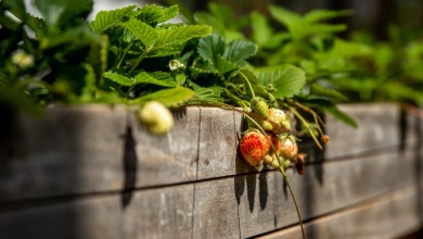 Photo of Saznajte tajne vrta bez štetnika i razmjenite stare sorte sjemena