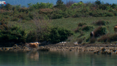 Photo of Ličke buše se udomaćile na otoku Krku, vlasnici prezadovoljni