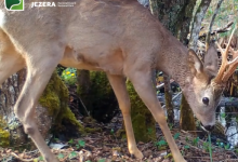 Photo of VIDEO Proljetna čarolija s Plitvica: Srnjak uhvaćen u miru netaknute prirode