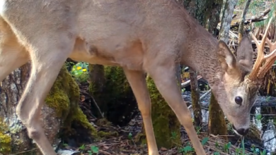 Photo of VIDEO Proljetna čarolija s Plitvica: Srnjak uhvaćen u miru netaknute prirode
