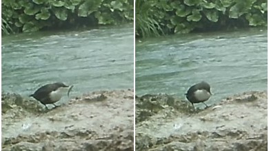 Photo of Video s Plitvica: Ova ptica može roniti i hrani se isključivo u vodi