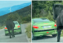 Photo of Uznemirujuća snimka iz zaleđa Senja: Automobil vukao konja cestom
