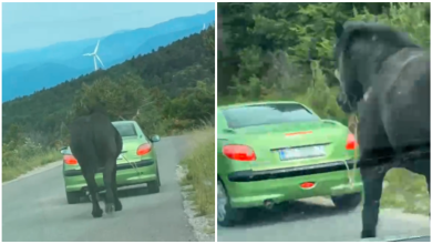 Photo of Dobili smo odgovor policije o slučaju konja kojeg je automobil vukao cestom!