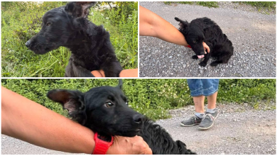 Photo of Sama na Ziru: Mlada kujica luta planinom, dobri ljudi joj donose hranu i traže dom