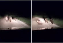 Photo of VIDEO Upozorenje iz ličke općine: Uočena medvjedica s tri mladunca