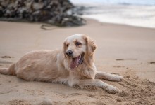 Photo of Ne želite na odmor bez svog psa? Ovo su plaže za kućne ljubimce u Novalji