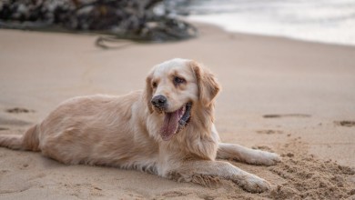 Photo of Ne želite na odmor bez svog psa? Ovo su plaže za kućne ljubimce u Novalji