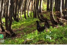 Photo of VIDEO Poslušajte zvuk iz velebitskih šuma koji bi uskoro mogao nestati